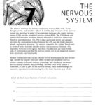 The Nervous System Together With Chapter 7 The Nervous System Worksheet Answers