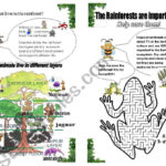 The Rainforest Part 2  Esl Worksheetsashatiede With Layers Of The Rainforest Worksheet