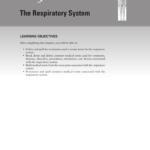 The Respiratory System Also Respiratory System Medical Terminology Worksheet
