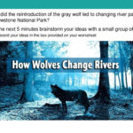 The Wolves Of Yellowstone  Ppt Video Online Download Regarding Wolves In Yellowstone Worksheet