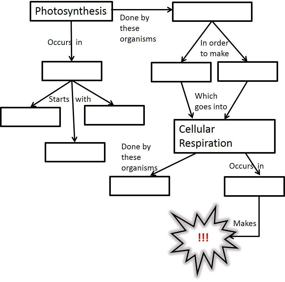 The World's Best Photos Of Cell And Photosynthesis  Flickr Hive Mind With Regard To Photosynthesis And Cellular Respiration Worksheet High School