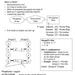The World's Best Photos Of Dna And Molecule  Flickr Hive Mind In Dna The Molecule Of Heredity Worksheet