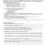 Tissue Worksheet And Tissue Worksheet Answers