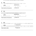 Transcription Translation Practice Worksheet With Answers Together With Transcription And Translation Practice Worksheet Answer Key