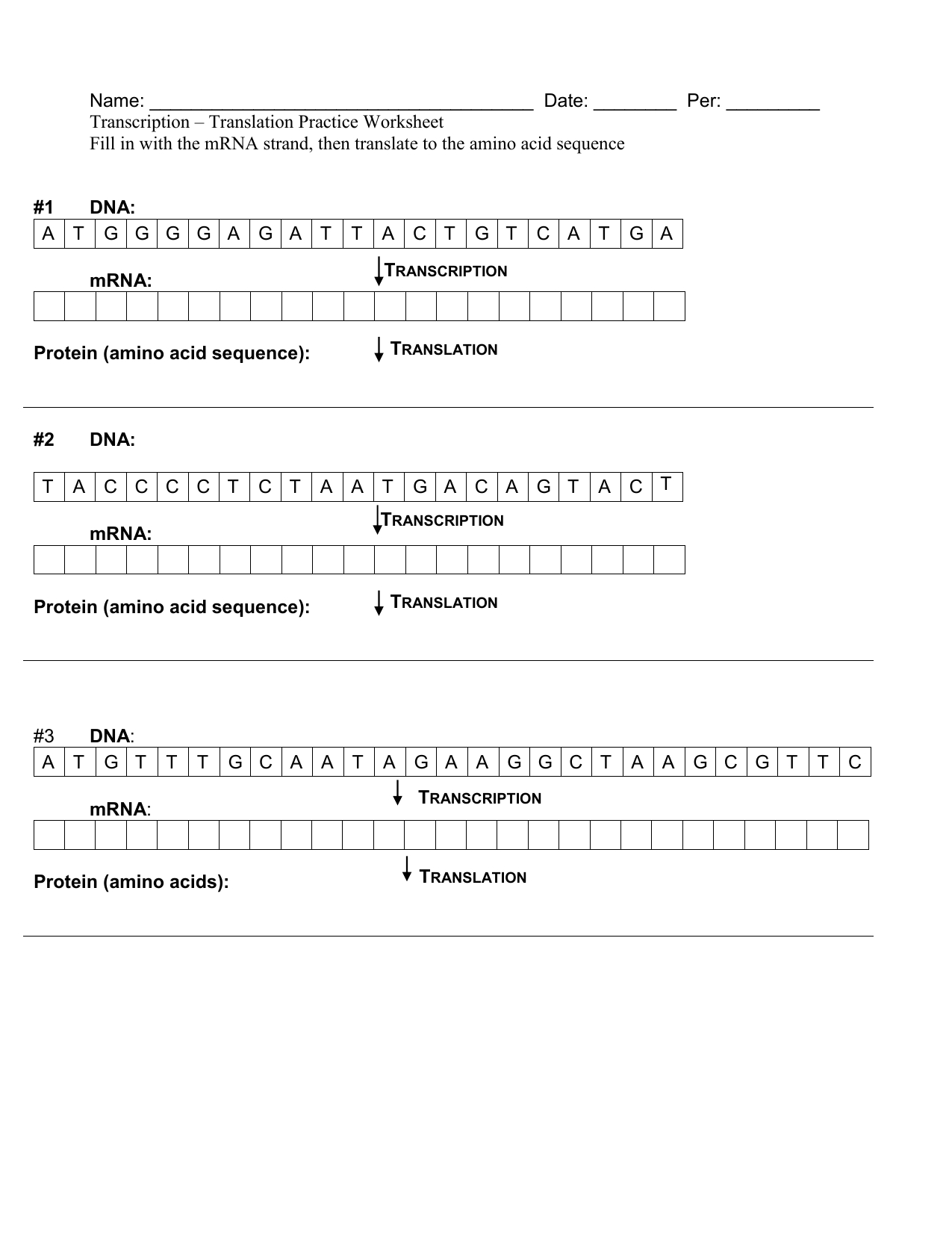 Transcription And Translation Practice Worksheet Answer Key Excelguider