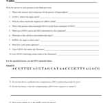 Transcription Worksheet Throughout Mrna And Transcription Worksheet
