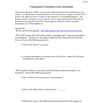 Translation Webquest And Transcription And Translation Worksheet Answers
