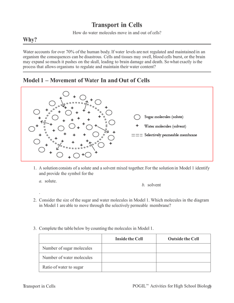 Transport In Cells Pogil Pertaining To Transport In Cells Worksheet Answers