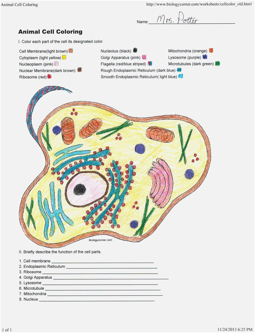 Unique Animal Cell Coloring Sheet Answer Key Yonjamedia Also Plant Cell Coloring Worksheet Key