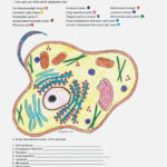 Unique Animal Cell Coloring Sheet Answer Key Yonjamedia Regarding Animal Cell Worksheet Answer Key