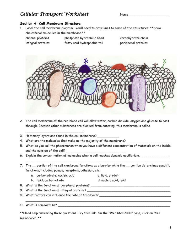 Unique Cell Membrane Structure Coloring Sheet – Lovespells Pertaining To Cell Membrane Worksheet Pdf