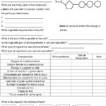 Unit 5 Photosynthesis And Cellular Respiration  Pdf As Well As Photosynthesis Amp Cellular Respiration Worksheet Answers