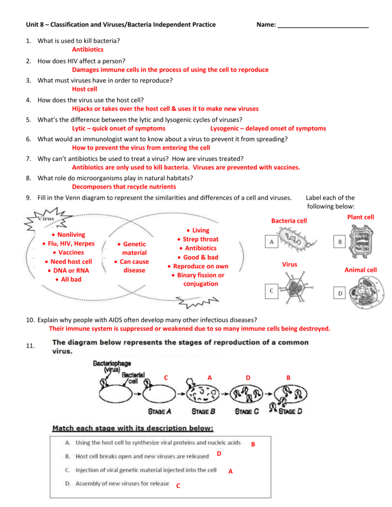 Unit 8 – Classification And Virusesbacteria Independent Practice And Virus And Bacteria Worksheet