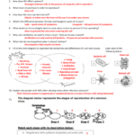 Unit 8 – Classification And Virusesbacteria Independent Practice In Viruses Bacteria Worksheet