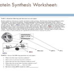 Unit 8 Protein Synthesis  Ppt Download Regarding Protein Synthesis Worksheet Answers