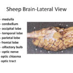 Unit 8 Special Senses  Nervous System  Mrs Beckham's Science Throughout Sheep Brain Dissection Worksheet