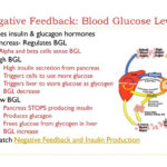 Unit Two Diabetes Serious Effects A Disease Within One System Can Throughout Feedback Loops Glucose And Glucagon Worksheet Answers