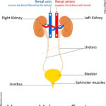 Urinary System For Kids  Human Urinary System  Human Body Facts For Urinary System Activity Worksheet