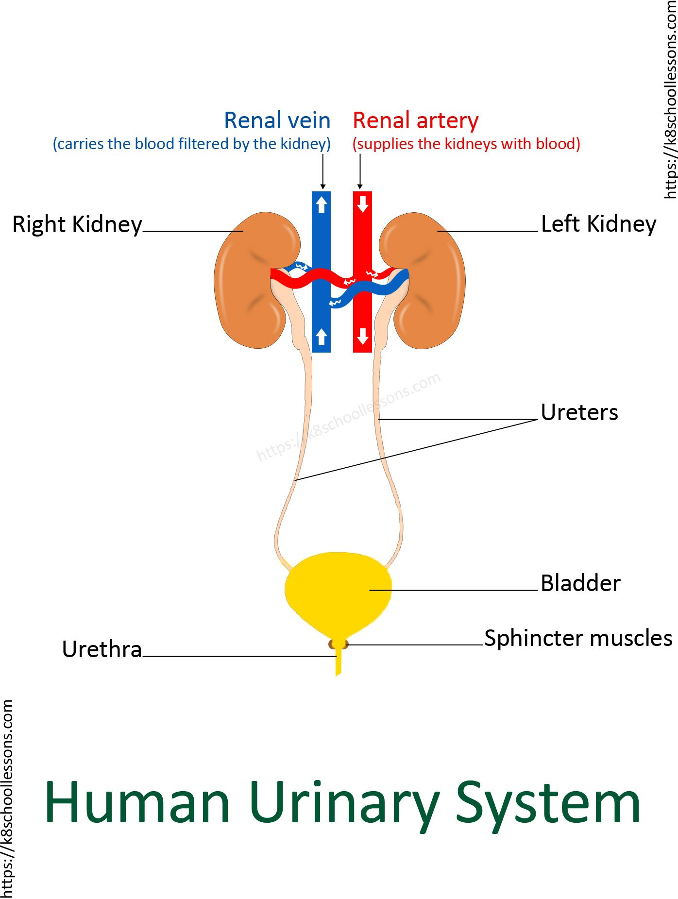 Urinary System For Kids  Human Urinary System  Human Body Facts For Urinary System Activity Worksheet