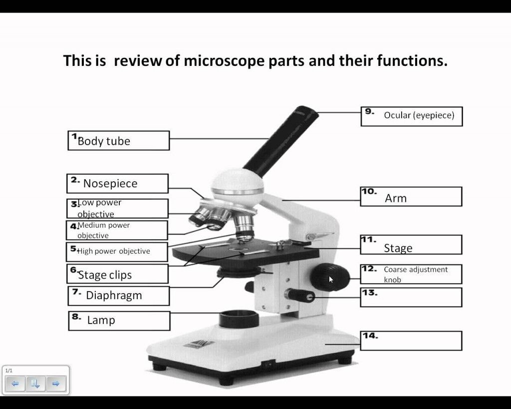 Using A Microscope Worksheet Within Microscope Parts And Use Worksheet Answer Key