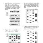 Variables On Both Sides Worksheet Pdf Answersvariables Kutavariables And Dna Fingerprinting And Paternity Worksheet Answer Key