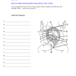 Virtual Dissection Instructions With Regard To Frog Dissection Lab Worksheet Answer Key