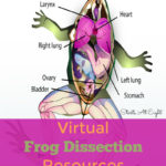 Virtual Frog Dissection Resources  Startsateight Along With Frog Dissection Worksheet