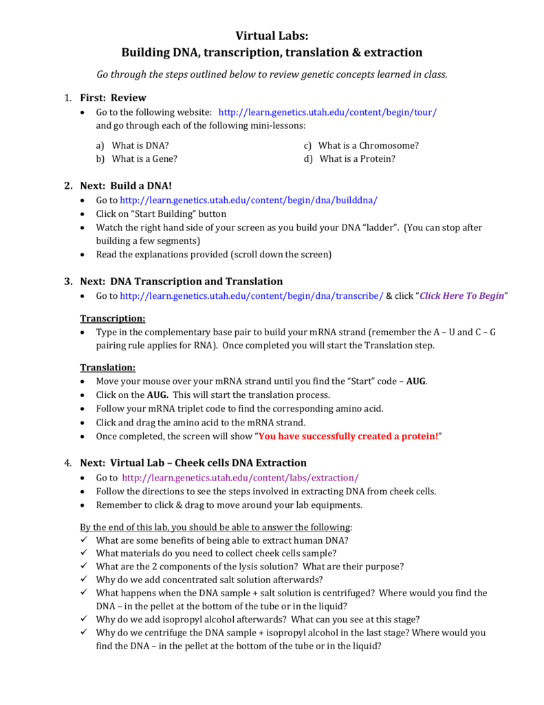Virtual Lab  Dna Transcription  Translation As Well As Dna Extraction Virtual Lab Worksheet