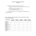 Virtual Lab The Cell Cycle And Cancer And Cell Cycle And Cancer Worksheet Answers