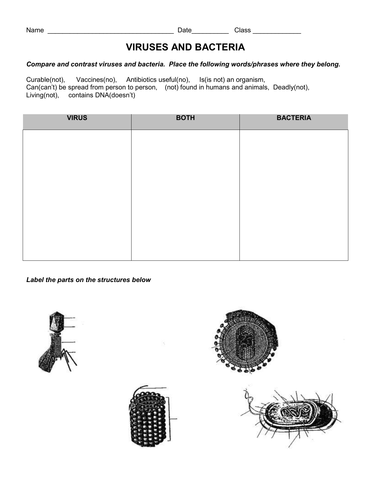Virus And Bacteria Worksheet For Virus And Bacteria Worksheet Key
