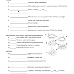Virus And Bacteria Worksheet Pertaining To Viruses Bacteria Worksheet