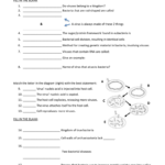 Virus And Bacteria Worksheet Within Virus And Bacteria Worksheet Answers