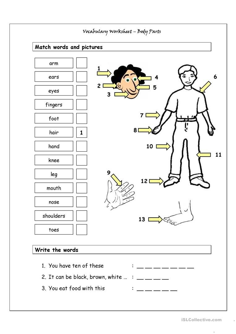 Vocabulary Matching Worksheet  Body Parts 1 Worksheet  Free Esl Throughout Body Image Worksheets