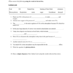 Water Carbon And Nitrogen Cycle Worksheet Color Sheet Answers In Nitrogen Cycle Worksheet Answers