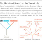 What A Newfound Kingdom Means For The Tree Of Life  Quanta Magazine Throughout A Very Big Branch Worksheet Answers
