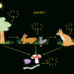What Is An Ecosystem Article  Ecology  Khan Academy Along With Energy Flow In Ecosystems Worksheet