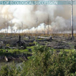 What Is Ecological Succession  Definition Types  Stages  Video Intended For Ecological Succession Worksheet
