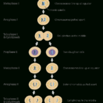 What Is Meiosis  Facts  Yourgenome In Meiosis 1 And Meiosis 2 Worksheet Answer Key
