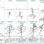 Where To Find Plant Life Cycle Worksheet  Medium Is Themess Regarding Plant Life Cycle Worksheet 3Rd Grade