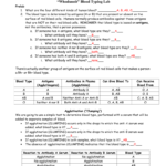 Whodunnit” Blood Typing Lab Or Blood Types Worksheet Answers