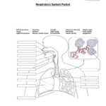 Wksts Respiratory System Packet As Well As Respiratory System Worksheet