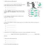 Worksheet 1  Dna Structure Pertaining To Dna Worksheet Answer Key