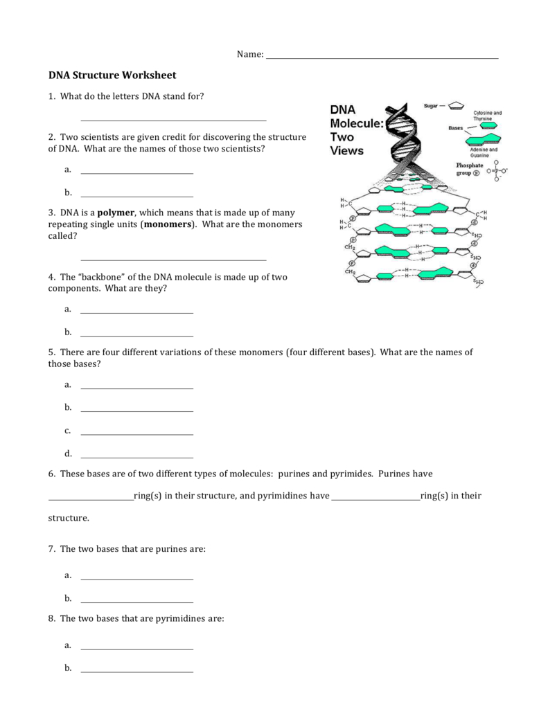 Worksheet 1  Dna Structure Regarding Dna Structure Worksheet Answer Key