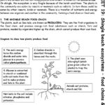 Worksheet 19 Shingle Beach Ecosystems Food Chains  Webs  Pdf Along With Food Chain Worksheet Pdf