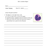 Worksheet  Animal  Plant Cells As Well As Animal And Plant Cells Worksheet