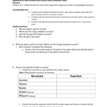 Worksheet As Well As Plant Structure And Function Worksheet