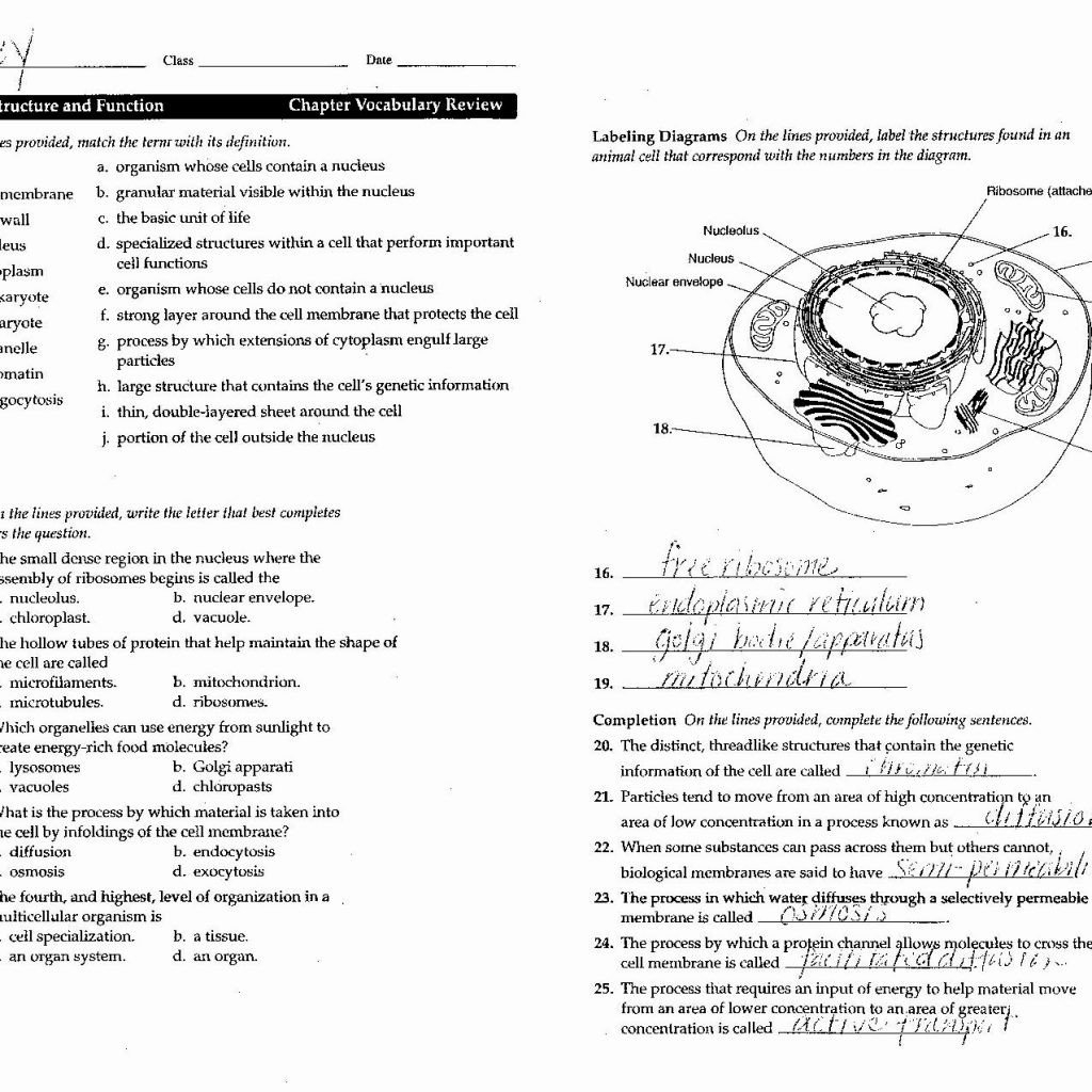 Worksheet Cell Cycle Worksheet Cell Division And The Cell Cycle Also Cancer Out Of Control Cells Worksheet Answer Key