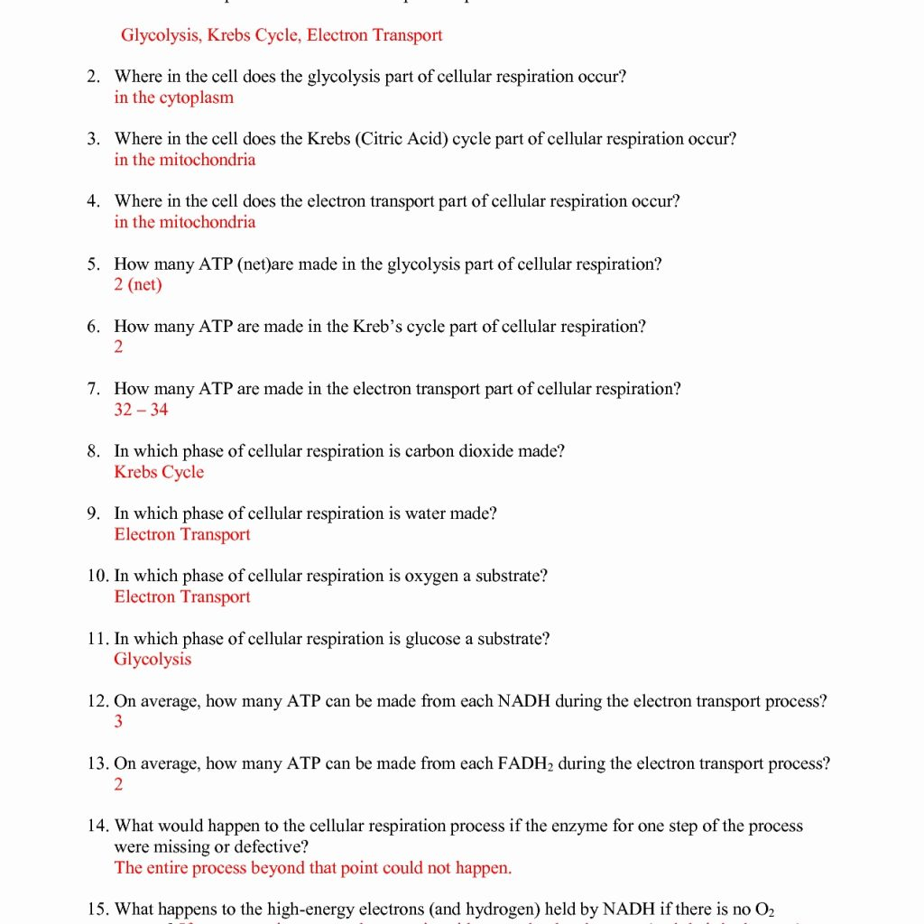 Worksheet Cell Cycle Worksheet Cell Division And The Cell Cycle For The Cell Cycle Coloring Worksheet Answer Key
