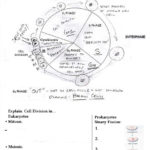 Worksheet Cell Cycle Worksheet Cell Division And The Cell Cycle Intended For Cell Cycle Labeling Worksheet Answers