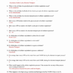Worksheet Cell Cycle Worksheet Cell Division And The Cell Cycle With Regard To The Cell Cycle Coloring Worksheet Questions Answers